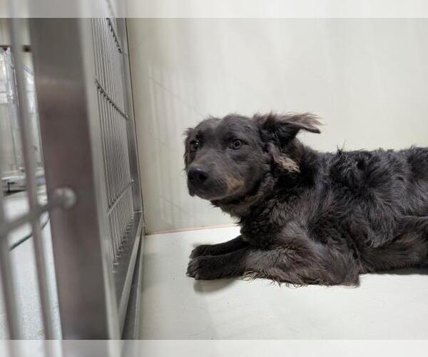 Medium Photo #1 Collie-Unknown Mix Puppy For Sale in Bakersfield, CA, USA