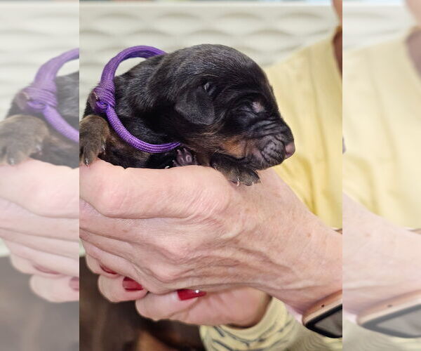 Medium Photo #1 Doberman Pinscher Puppy For Sale in ALLIANCE, OH, USA