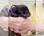 Puppy Puppy 6 Doberman Pinscher