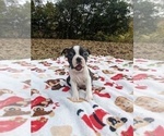 Small Photo #25 Boston Terrier Puppy For Sale in MACON, GA, USA