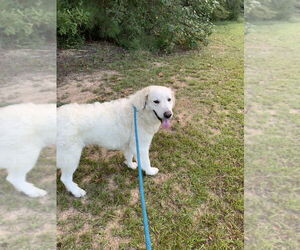 Great Pyrenees-Unknown Mix Dogs for adoption in Brewster, NY, USA