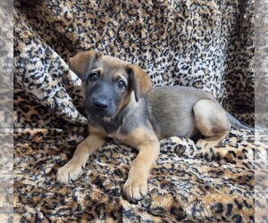 Carolina - Female Texas Heeler-Unknown Mix Dog for Adoption - Photo #2