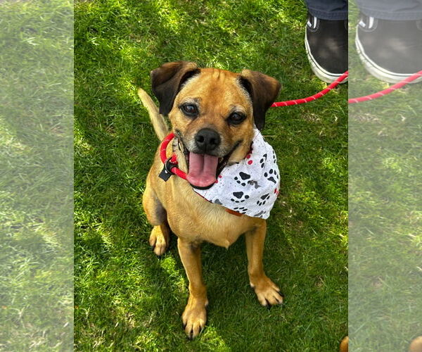 Medium Photo #3 Puggle Puppy For Sale in Newport Beach, CA, USA