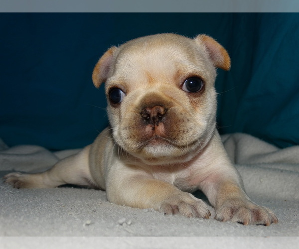Medium Photo #2 French Bulldog Puppy For Sale in VERONA, MO, USA
