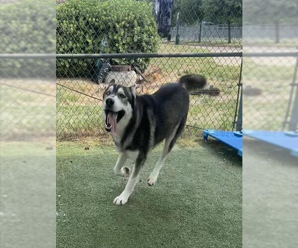 Medium Photo #2 Siberian Husky Puppy For Sale in Pasadena, TX, USA