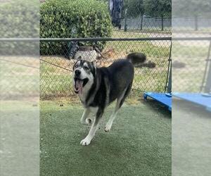 MAX - Male Siberian Husky Dog for Adoption - Photo #2