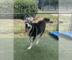 Small #1 Siberian Husky