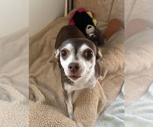 Chihuahua Dogs for adoption in Osgood, IN, USA