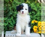 Small #1 Bernedoodle (Miniature)