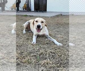 Labrador Retriever-Unknown Mix Dogs for adoption in Temple, TX, USA