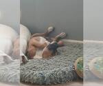 Small #5 Boxer