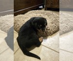 Small Photo #8 Rottweiler Puppy For Sale in SARASOTA, FL, USA