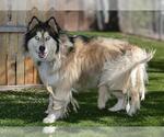 Small Siberian Husky