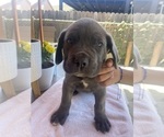 Puppy 3 Cane Corso