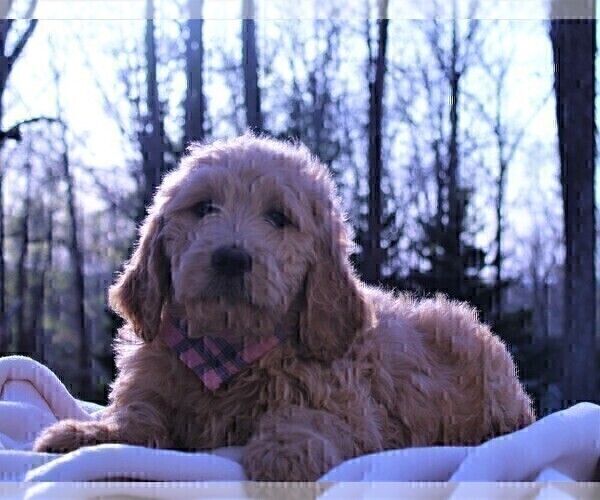 Medium Photo #10 Goldendoodle Puppy For Sale in ROUGEMONT, NC, USA