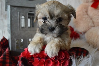 Mal-Shi Puppy for sale in HONEY BROOK, PA, USA