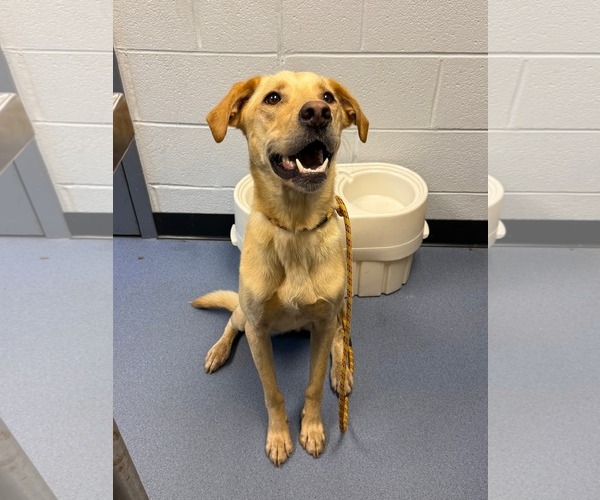 Medium Photo #5 Labrador Retriever-Unknown Mix Puppy For Sale in Holly Springs, NC, USA