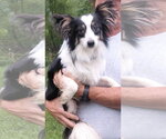 Small #1 Papillon Mix