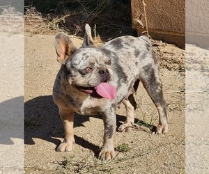 Mother of the French Bulldog puppies born on 08/30/2023