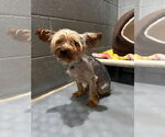 Small #2 Mutt