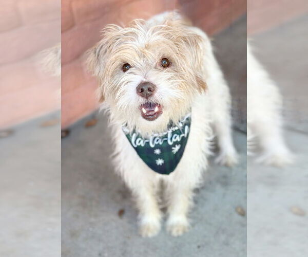 Medium Photo #2 Mutt Puppy For Sale in Pittsburg, CA, USA
