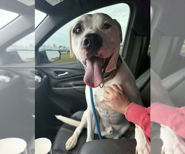 Medium Photo #2 American Pit Bull Terrier-Unknown Mix Puppy For Sale in Evansville, IN, USA