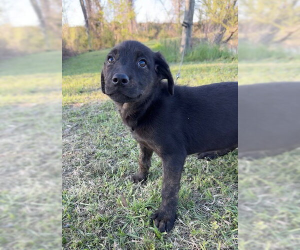 Medium Photo #4 Mutt Puppy For Sale in Tarrytown, GA, USA