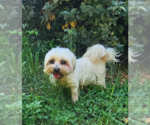Small #1 Lhasa Apso Mix