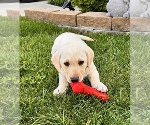 Labrador Retriever Puppy for sale in NOBLESVILLE, IN, USA