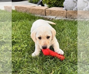 Labrador Retriever Puppy for sale in NOBLESVILLE, IN, USA