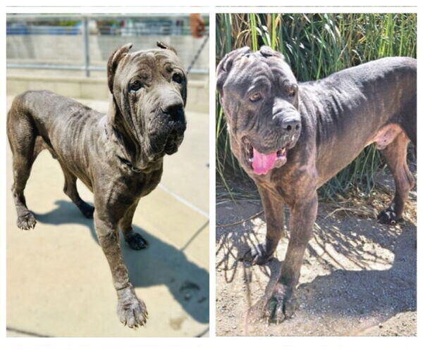 Medium Photo #2 Mutt Puppy For Sale in Lake Forest, CA, USA