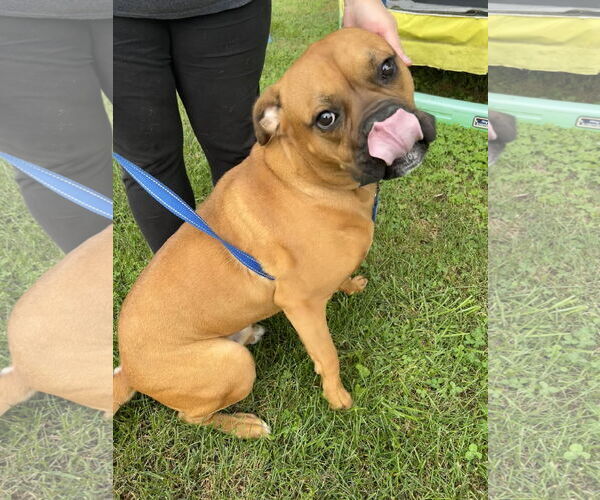 Medium Photo #7 Boxer Puppy For Sale in Burnsville, MN, USA