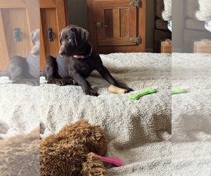 Labrador Retriever Puppy for Sale in SANTA MARIA, California USA