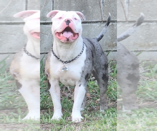 Medium Photo #1 American Bully Puppy For Sale in KISSIMMEE, FL, USA