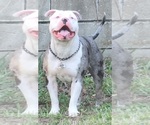 Small Photo #1 American Bully Puppy For Sale in KISSIMMEE, FL, USA