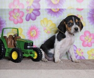 Beagle Puppy for sale in FREDERICKSBG, OH, USA