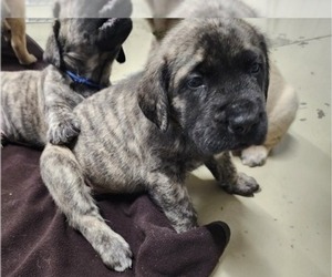 Mastiff Puppy for sale in OTTAWA, KS, USA