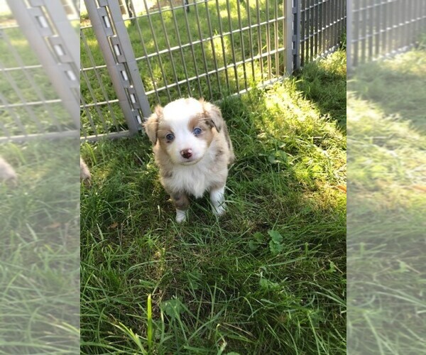 Medium Photo #4 Australian Shepherd Puppy For Sale in ZANESVILLE, OH, USA