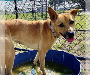 NALU - Female Black Mouth Cur Dog for Adoption - Photo #2