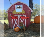 Small Photo #9 Dachshund-Unknown Mix Puppy For Sale in San Antonio, TX, USA