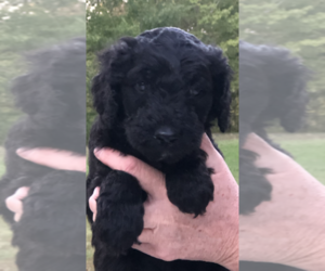 Goldendoodle Puppy for sale in BRYANT, AL, USA
