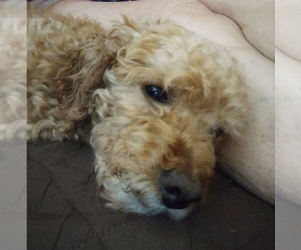 Medium Photo #7 Poodle (Miniature) Puppy For Sale in Wheaton, IL, USA