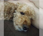 Small #6 Poodle (Miniature)