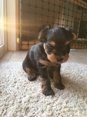 Yorkshire Terrier Puppy for sale in POCONO SUMMIT, PA, USA