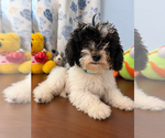 BichPoo puppies - Male Bichpoo Puppy for Sale - Photo #11