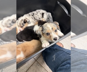 American Corgi Puppy for sale in OTTUMWA, IA, USA