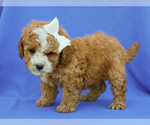 Small #3 Cavapoo (Miniature)