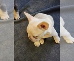 Small #4 French Bulldog