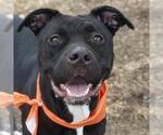Small American Staffordshire Terrier