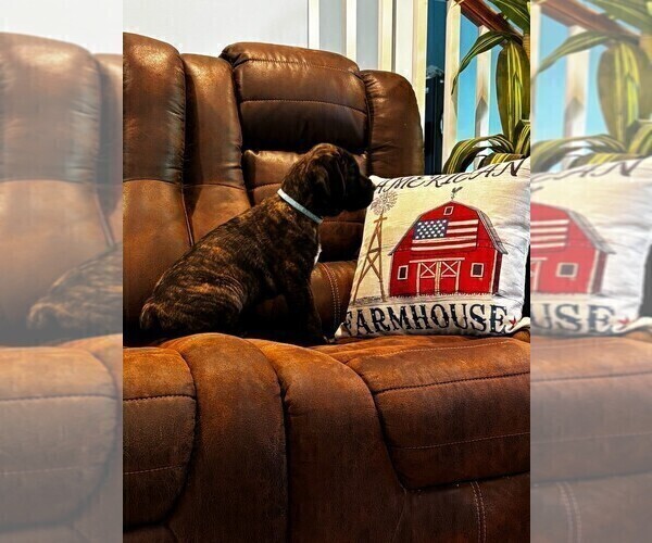 Medium Photo #15 Cane Corso Puppy For Sale in REEVESVILLE, SC, USA